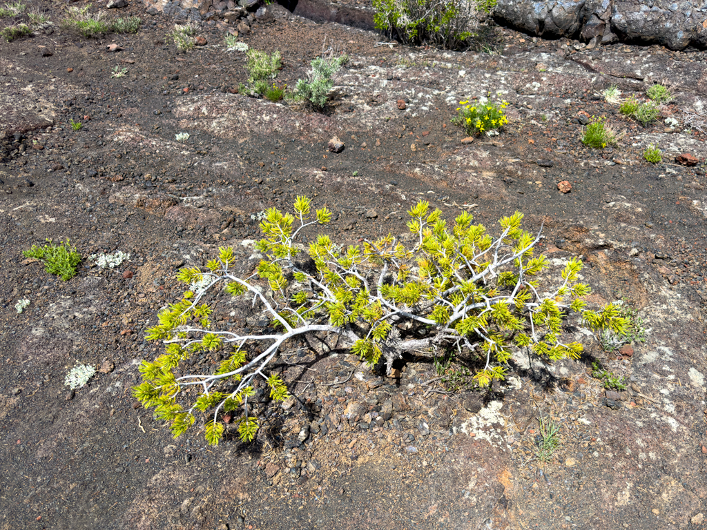 einsames Bäumchen im Lavagestein: Limberpine - Pinus flexilis