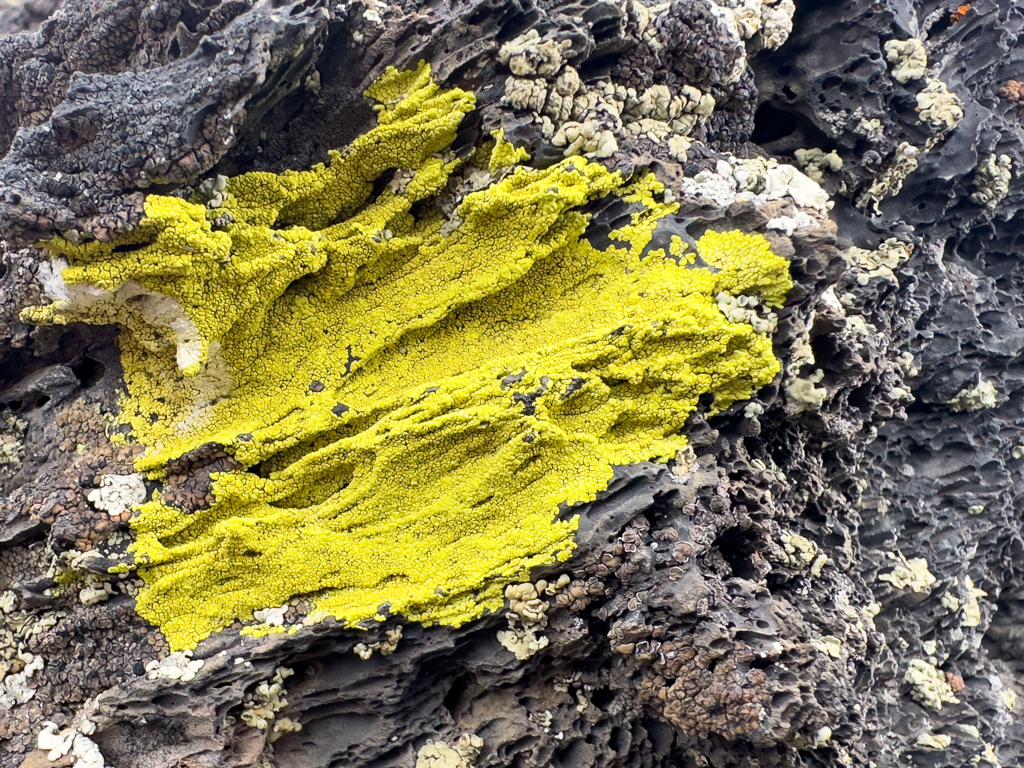 Leuchtend hellgelbe Flechte auf Lavagestein
