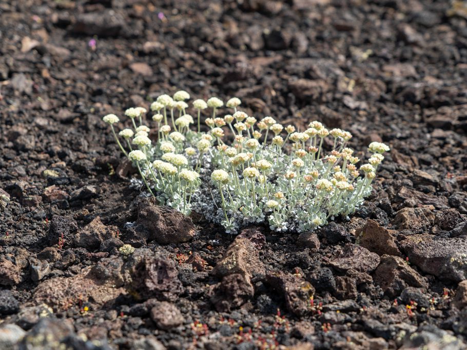Wilde Buckwheat, Cushion Buckwheat - Eriogonum ovalifolium