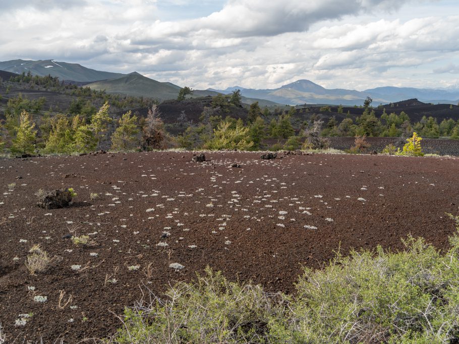 Pflanzen buhlen um Wasser auf dem Lava-Boden