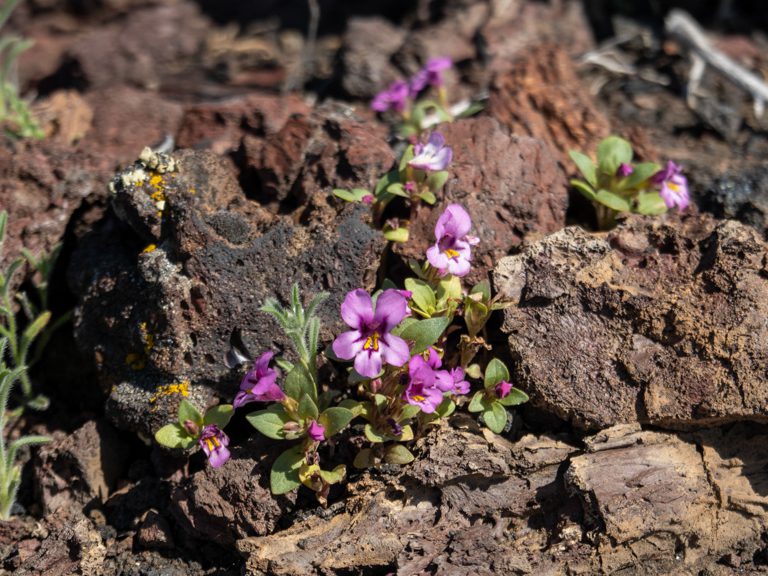 Dwarf Monkeyflower - Mimulus nanus, pinkfarbenes, kleines Blümchen im schwarzen Lavagestein