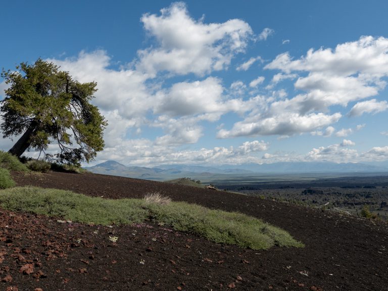 Lone Tree, "Inferno Cone", Craters of the Moon National Monument, Idaho