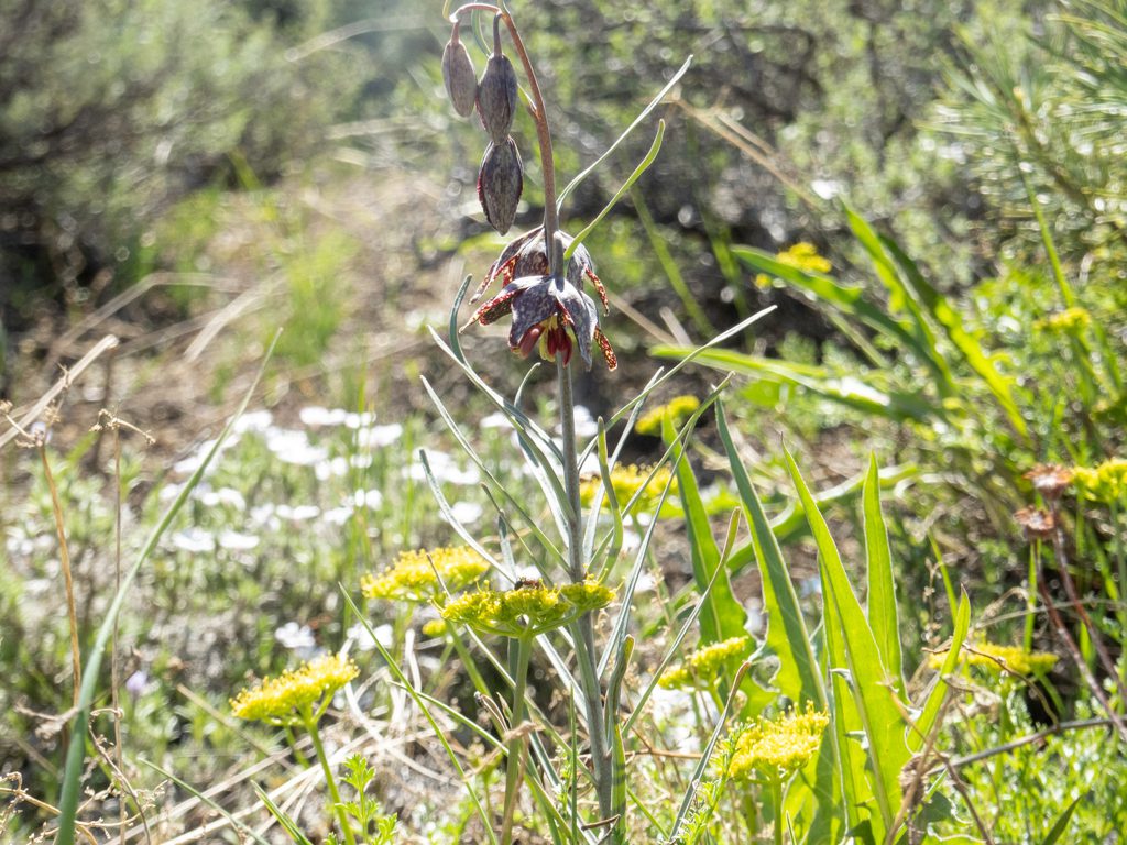 Spotted Mountain Bells - Fritillaria atropurpurea