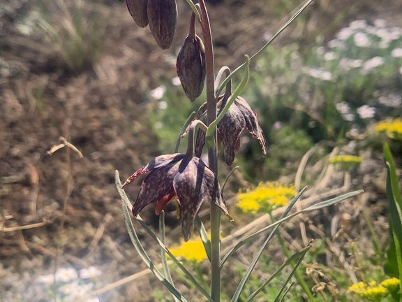 Spotted Mountain Bells - Fritillaria atropurpurea