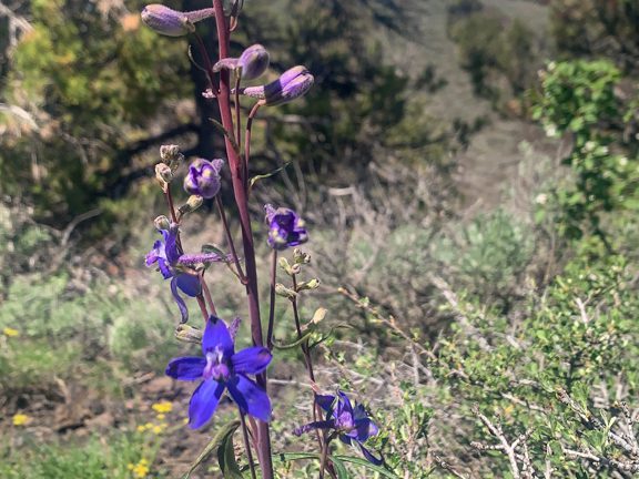 Andersons Rittersporn (Anderson Larkspur) - Delphinium andersonii
