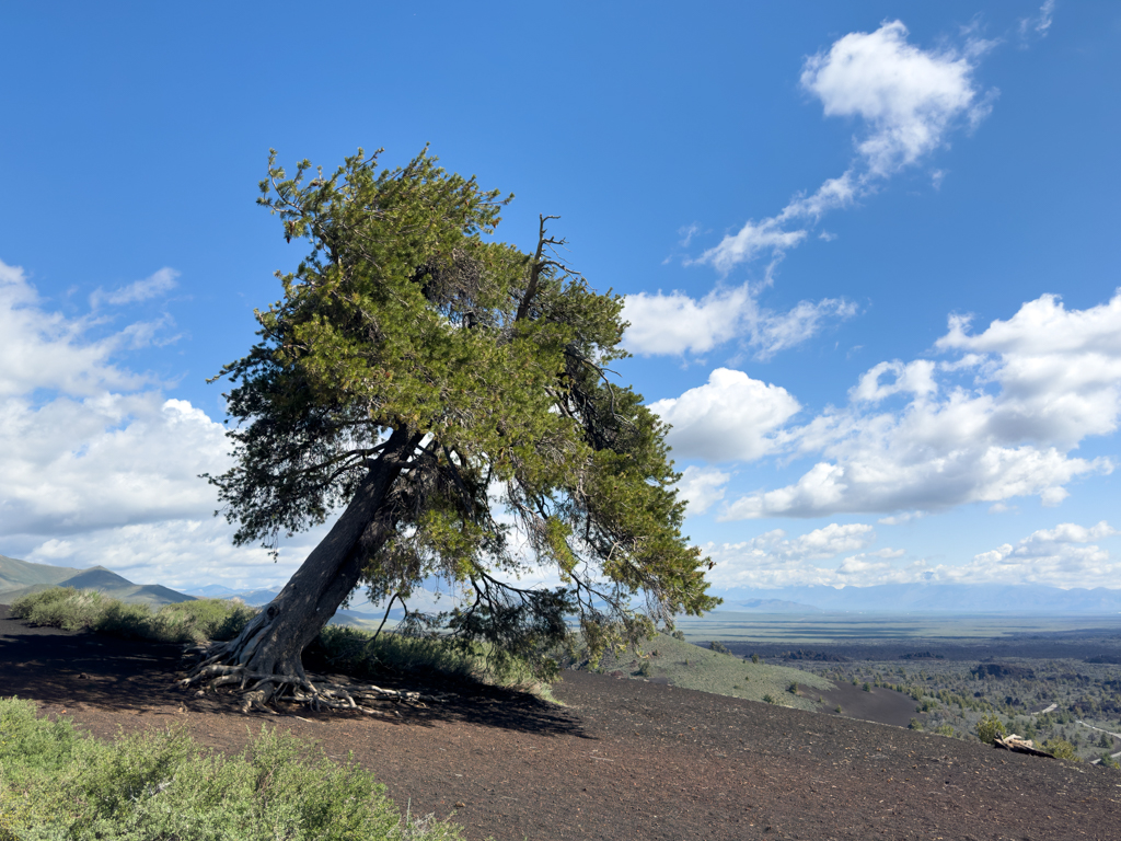 Lone tree, "Inferno Cone", Craters of the Moon National Monument, Idaho