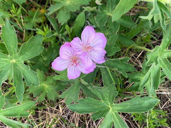 Geranium viscosissimum