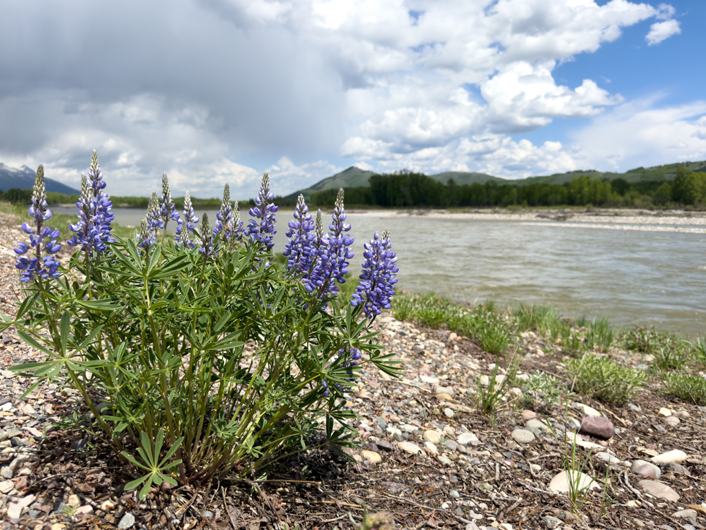 Lupinen am rasant fliessenden Snake River