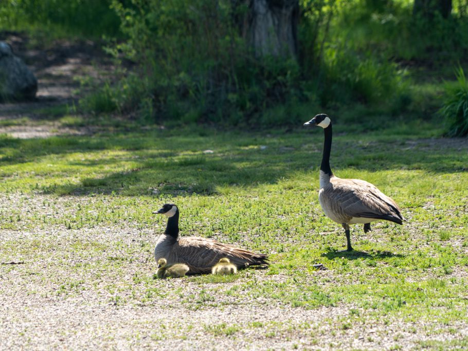 Gänse mit zwei Küken