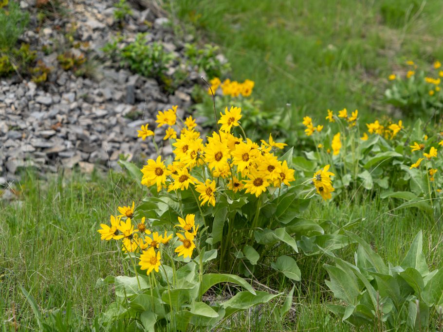 Pfeilblättrige Balsamwurzel - Balsamorhiza sagittata