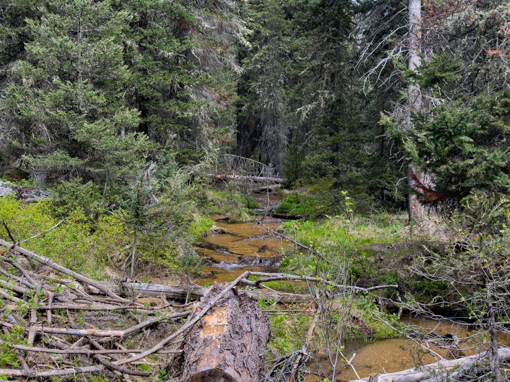 Bachlauf, Grand Teton N.P.