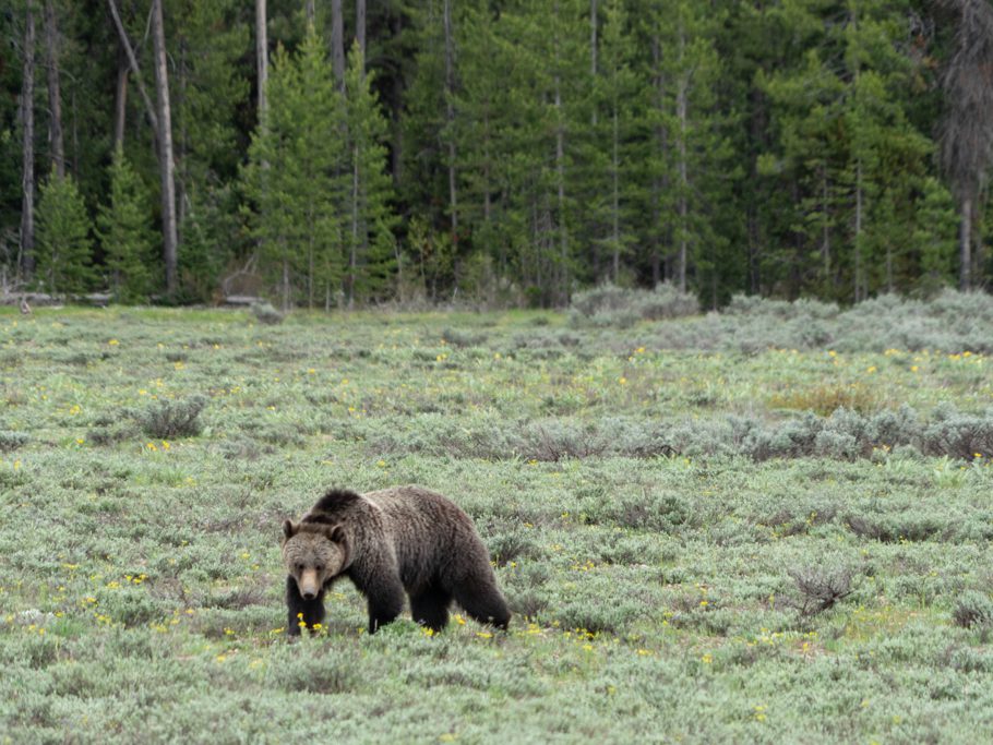 Grizzly Bär im Grand Teton N.P.