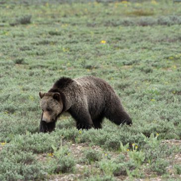 Grand Teton, Wildlife