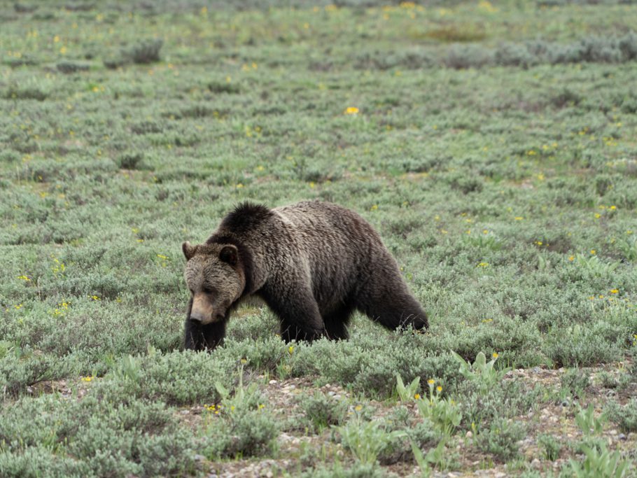 Grizzly Bär im Grand Teton N.P.