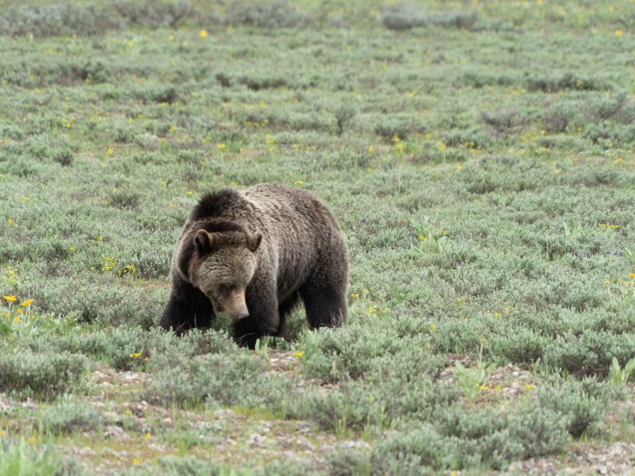 Grizzly Bär im Grand Teton N.P.