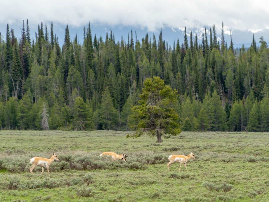 Pronghorns im Grand Teton N.P.