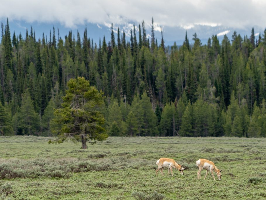 Pronghorns im Grand Teton N.P.