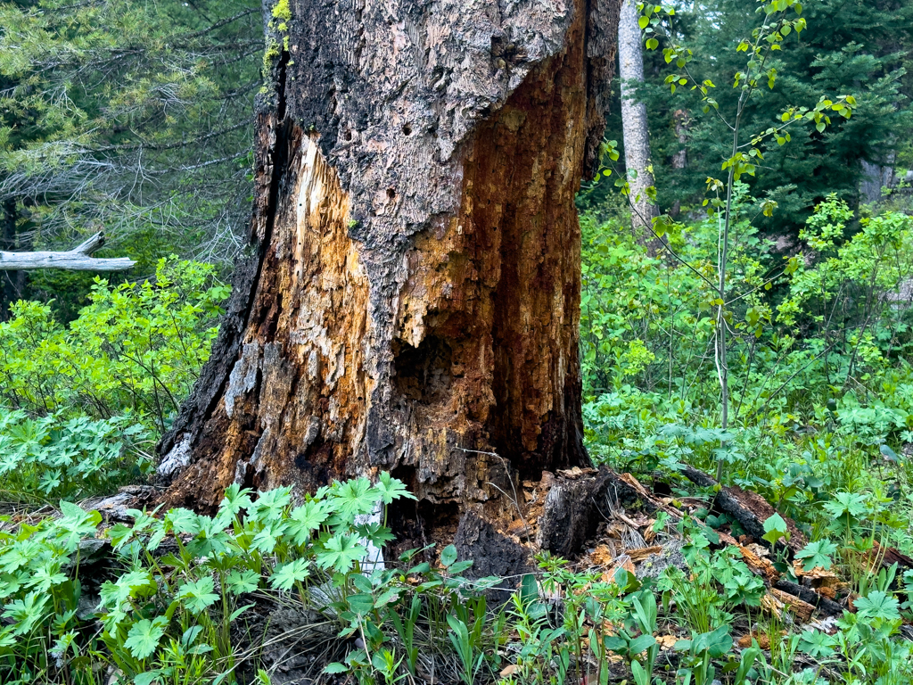 Alter, abgestorbener Baum: Biotop für viele Organismen