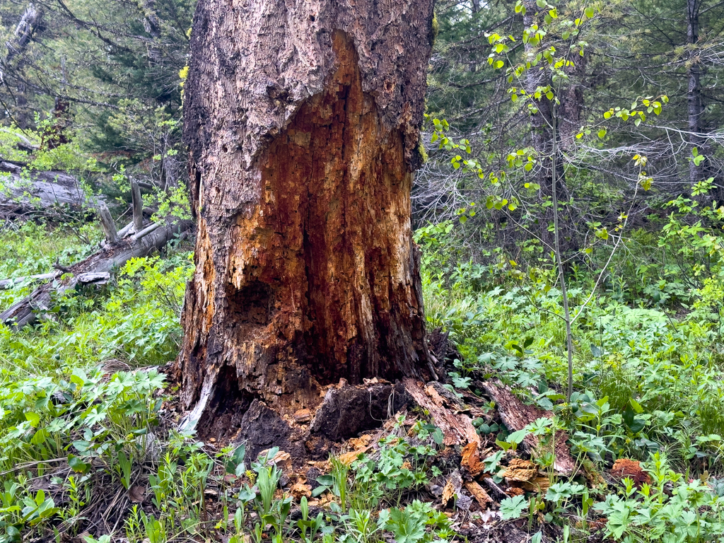 Alter, abgestorbener Baum: Biotop für viele Organismen