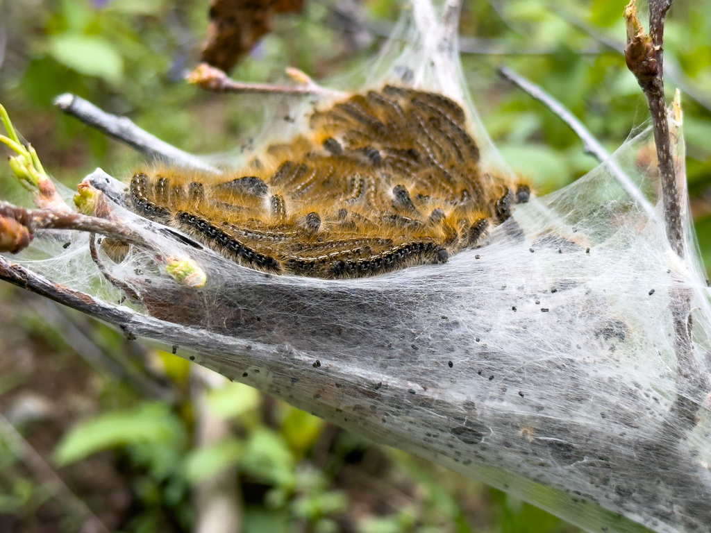 Malacosoma californica