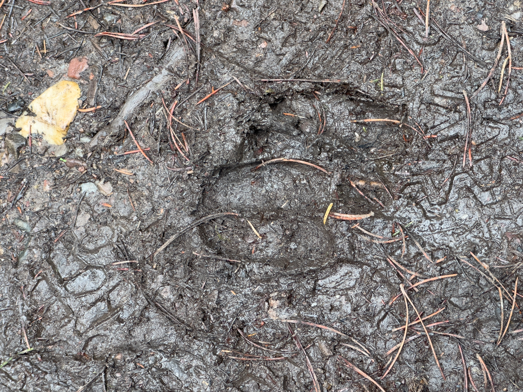 Spuren im Wald: Von einem Elk (Hirsch)?