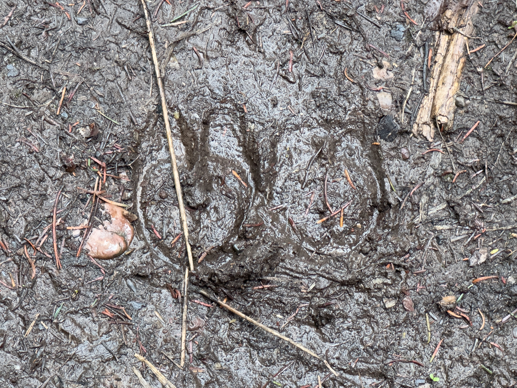 Spuren im Wald: Von einem Elk (Hirsch)?