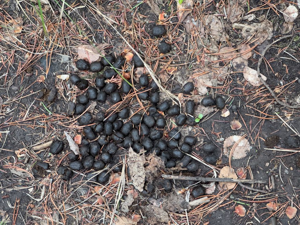 Spuren und Hinterlassenschaften von Wild im Wald