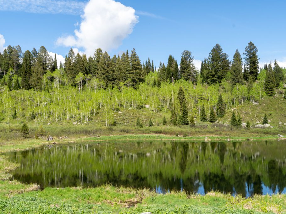 Spiegelungen mit verschiedenen, frischen Grüntönen in einem der Moose Ponds, Grand Teton N.P.