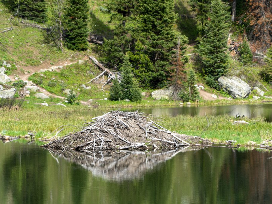 Biberburg in einem der Moose Ponds, Grand Teton N.P.