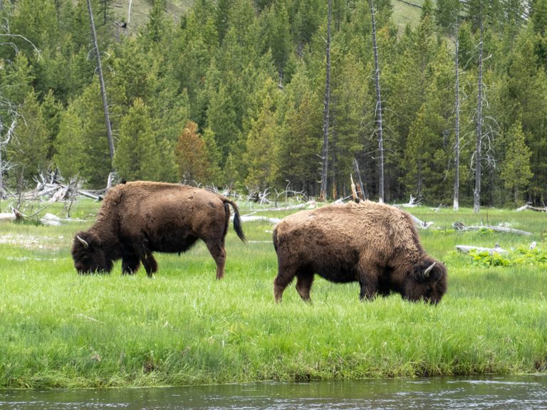 Bisons grasen auf der anderen Flussseite