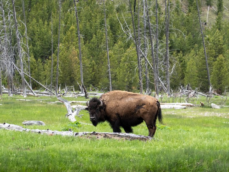 Bison posiert