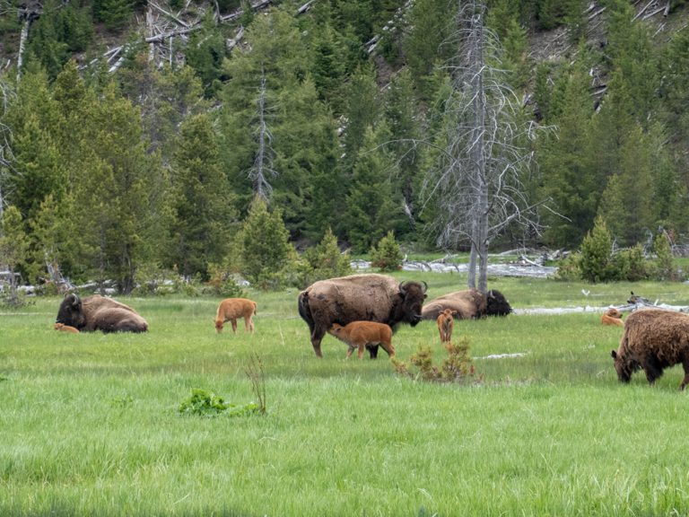 Eine Herde weiblicher Bisons mit ihren Kälbern