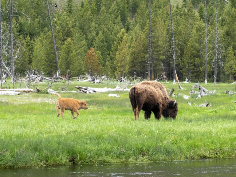 Das Bisonkalb, genannt "Red Dog" wegen seiner roten Fellfärbung, rennt übermütig zu seiner Mutter