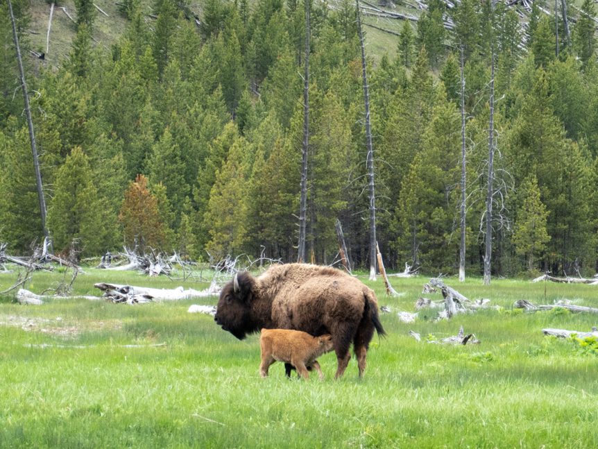 Bisonkuh säugt ihr Kalb