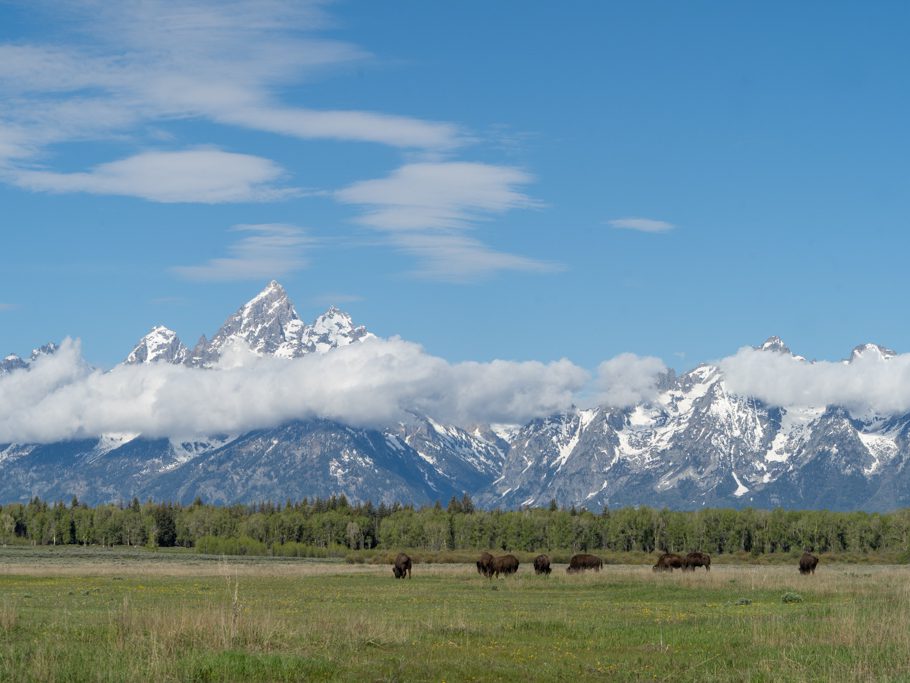 Eine Herde Bisons, Grand Teton N.P.