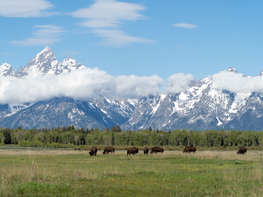 Bisons, Grand Teton N.P.