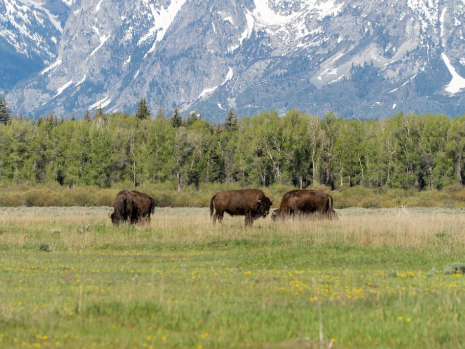 Bisons