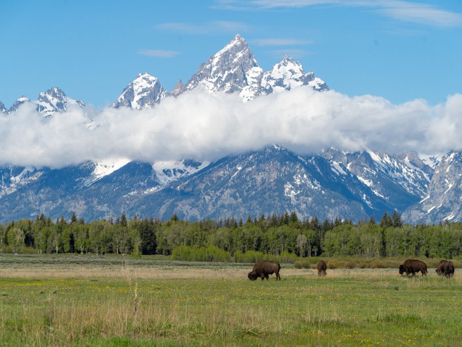 Buffalos, Grand Teton N.P.