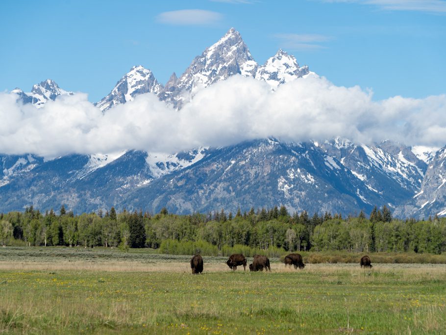 Noch ein Postkartenbild: Bisons vor den Teton Berggipfeln. Da kann man sich kaum satt sehen.