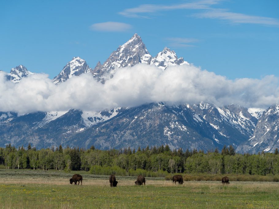 Ein Postkartenbild! Bisons vor den Teton Berggipfeln