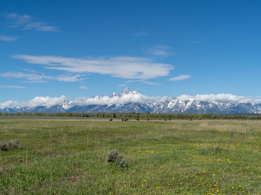 Büffel weiden vor dem Bergpanorama der Teton Mountains