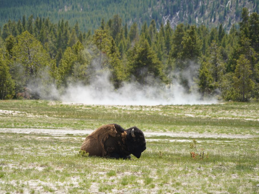 Der Bison geniesst die Wärme am Boden um den Old Faithful