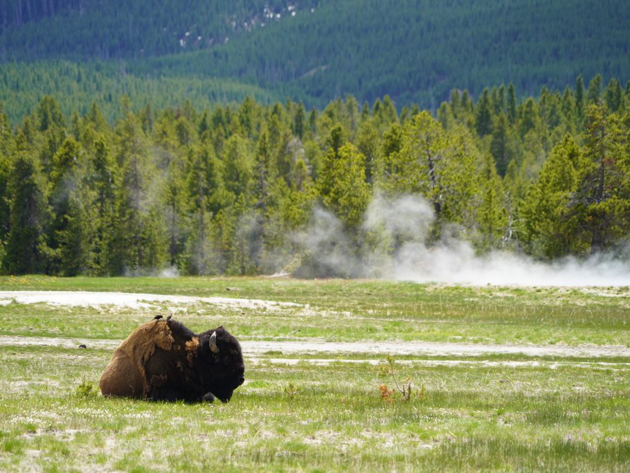 Der Bison geniesst die Wärme am Boden um den Old Faithful