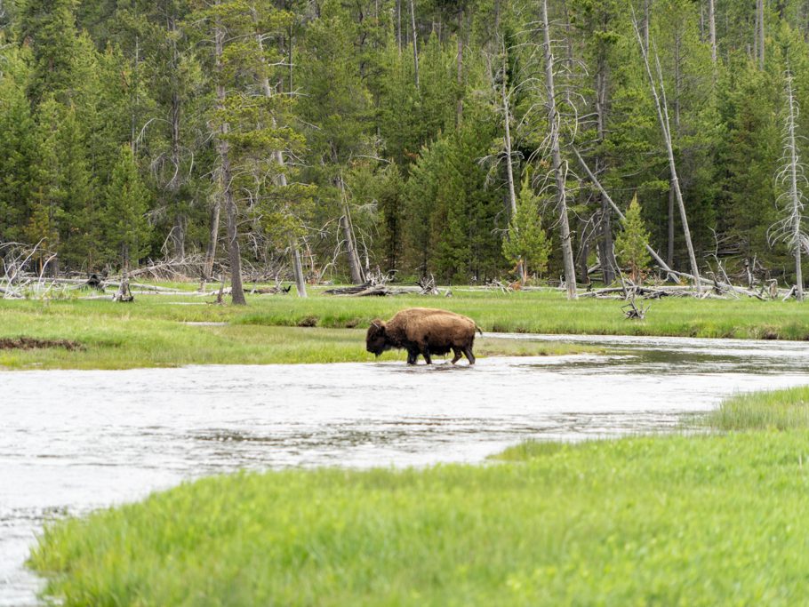 Bison quert den Fluss