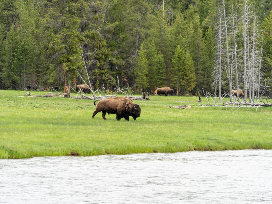 Der Bisonbulle wird gleich den Fluss überqueren