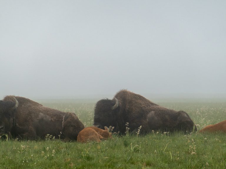Bison-Mamis mit Kälbern im Morgennebel, Yellowstone N.P.