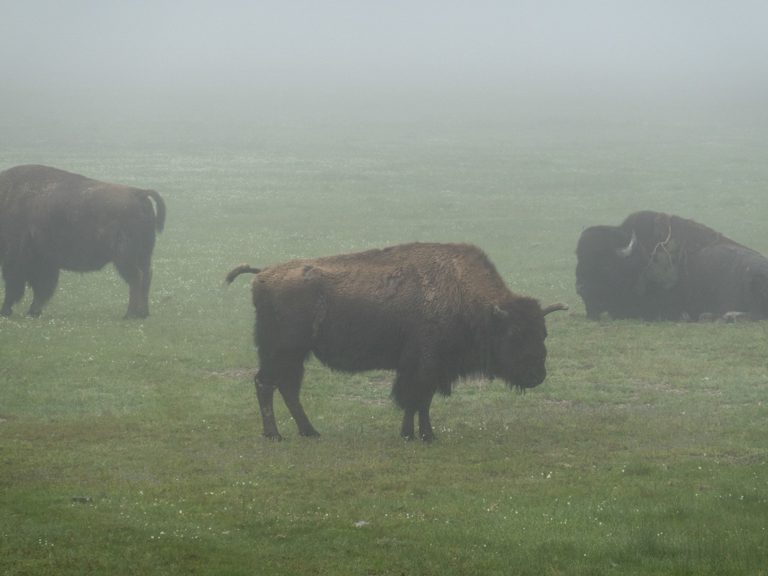 Bisons (oder Buffalos) im Yellowstone N.P.