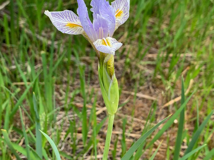 Iris missouriensis