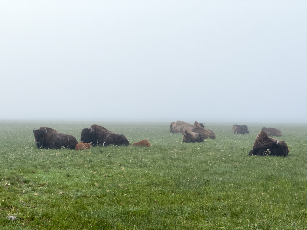 Eine Herde Büffelweibchen mit Nachwuchs im Yellowstone N.P. taucht im Morgennebel auf