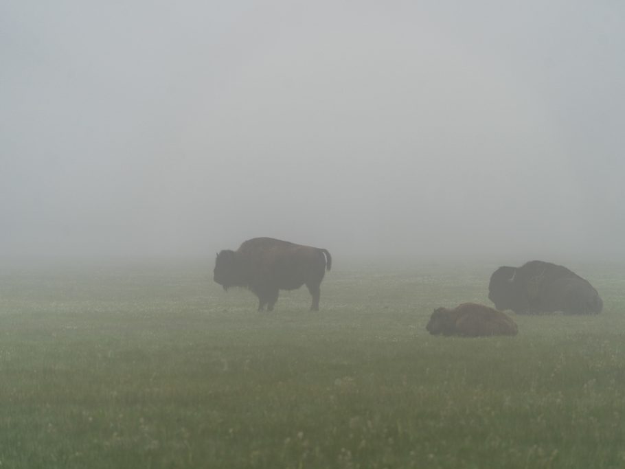 Bisons im Morgennebel, Yellowstone N.P.